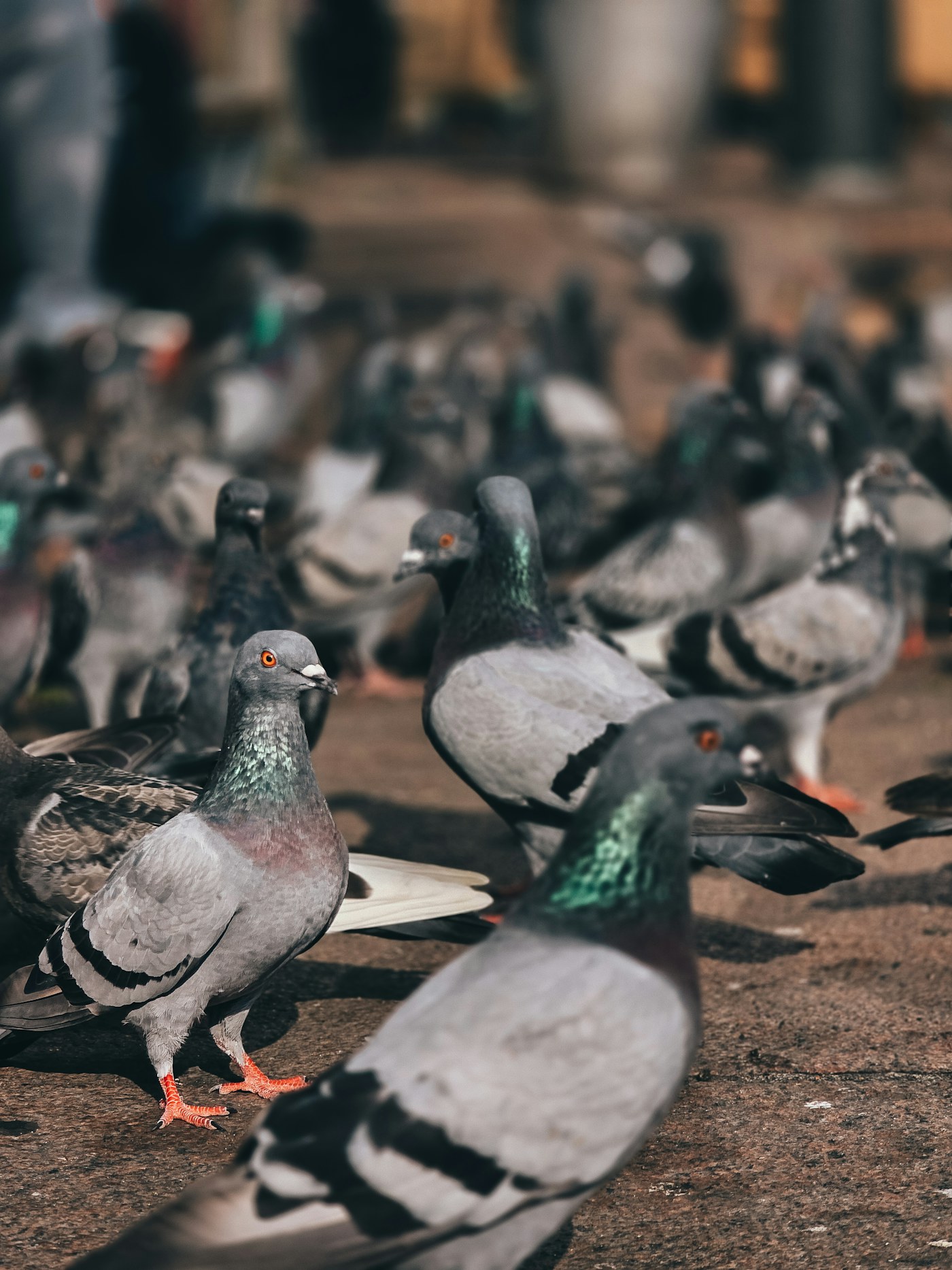 Una bandada de palomas reunidas en el suelo