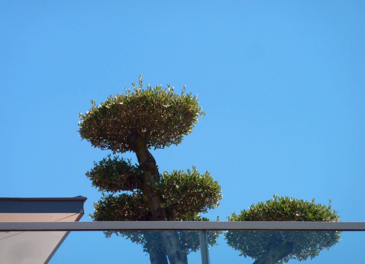 Vegetación y barandilla sobre una terraza de azotea