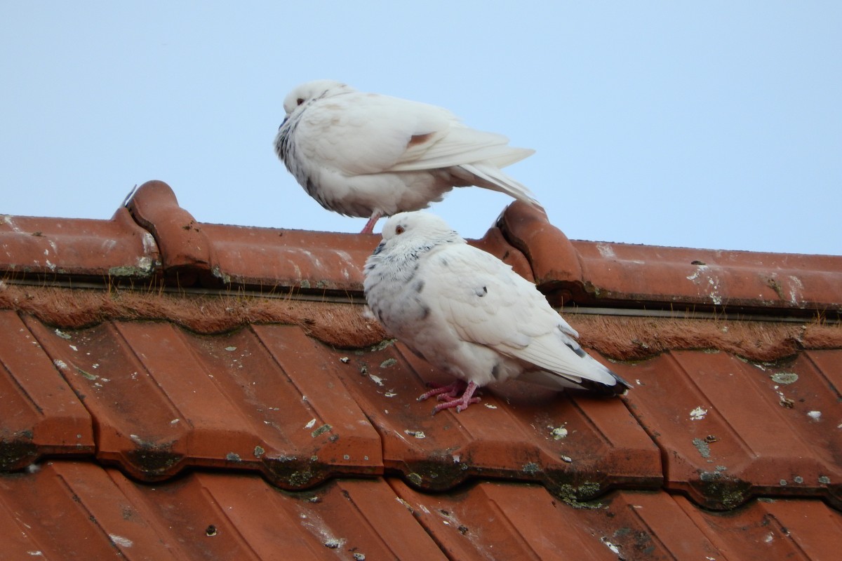 Dos palomas posadas sobre el tejado de una casa