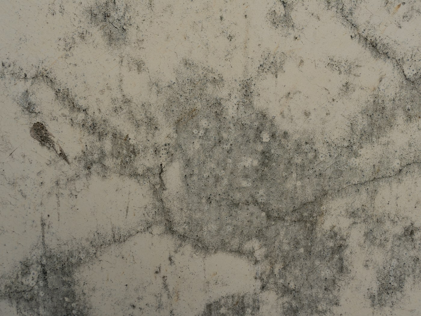 Moho sobre una pared con humedad