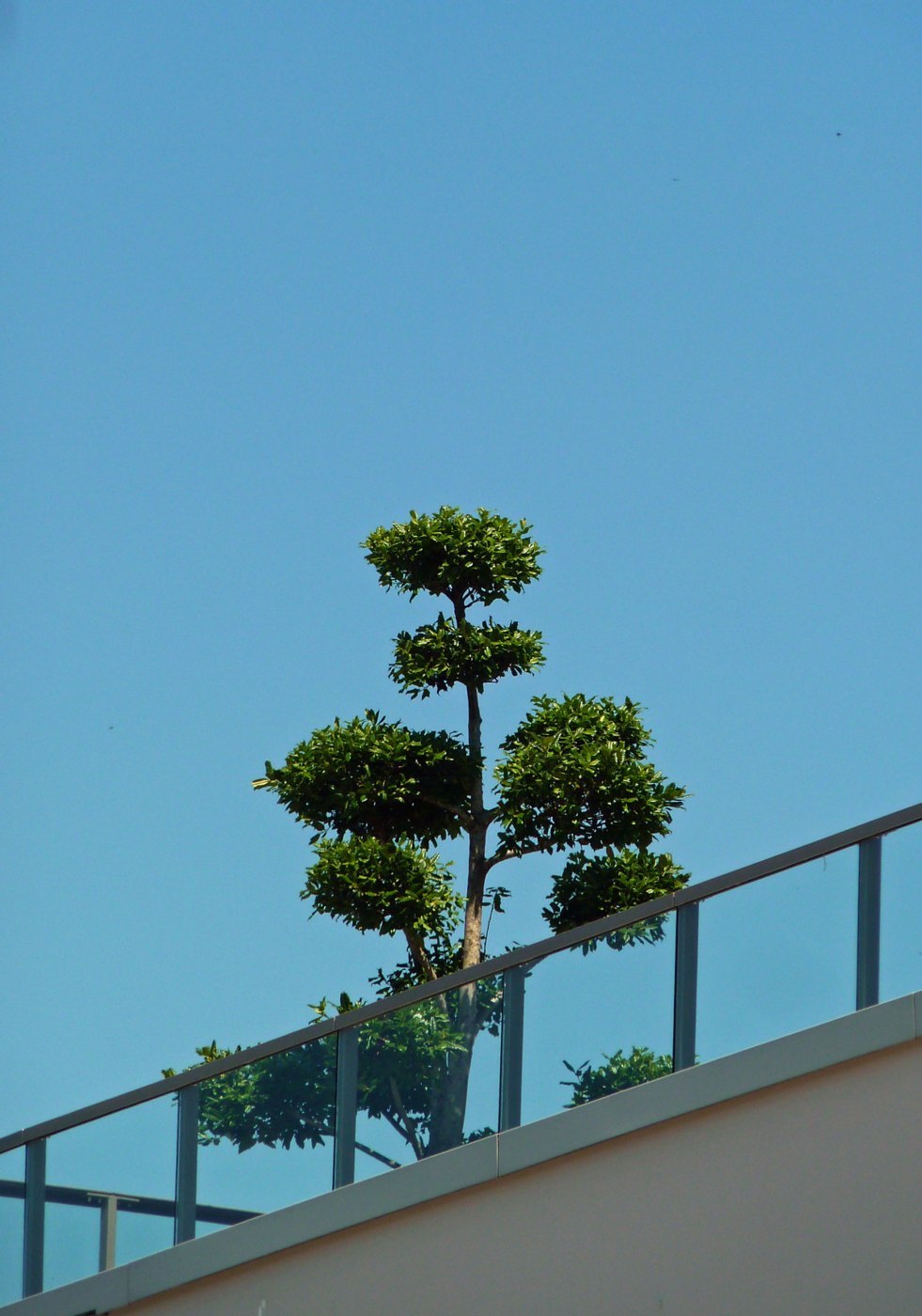 Árbol ornamental y barandilla en una azotea